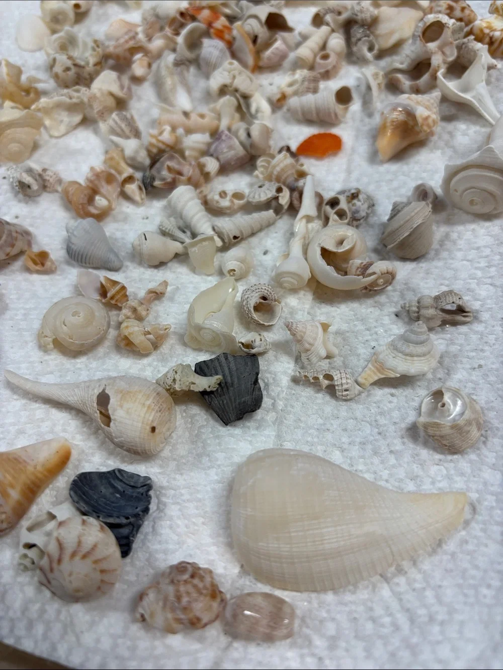 Natural Mixed Seashells Decorative Aquarium Substrate miniature Sanibel shells